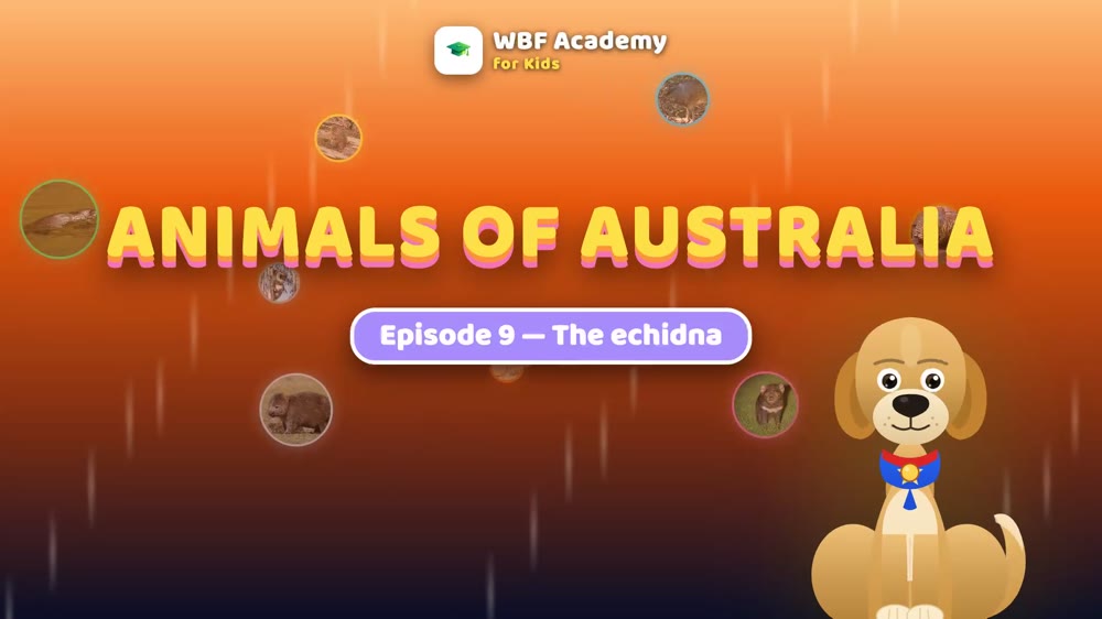 The Echidna