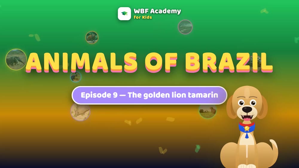 The Golden Lion Tamarin