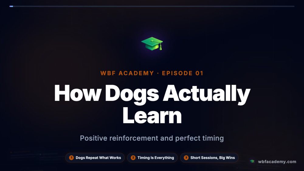 How Dogs Actually Learn