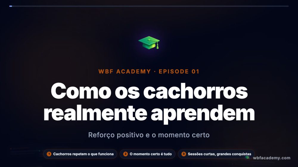 Como os cachorros realmente aprendem