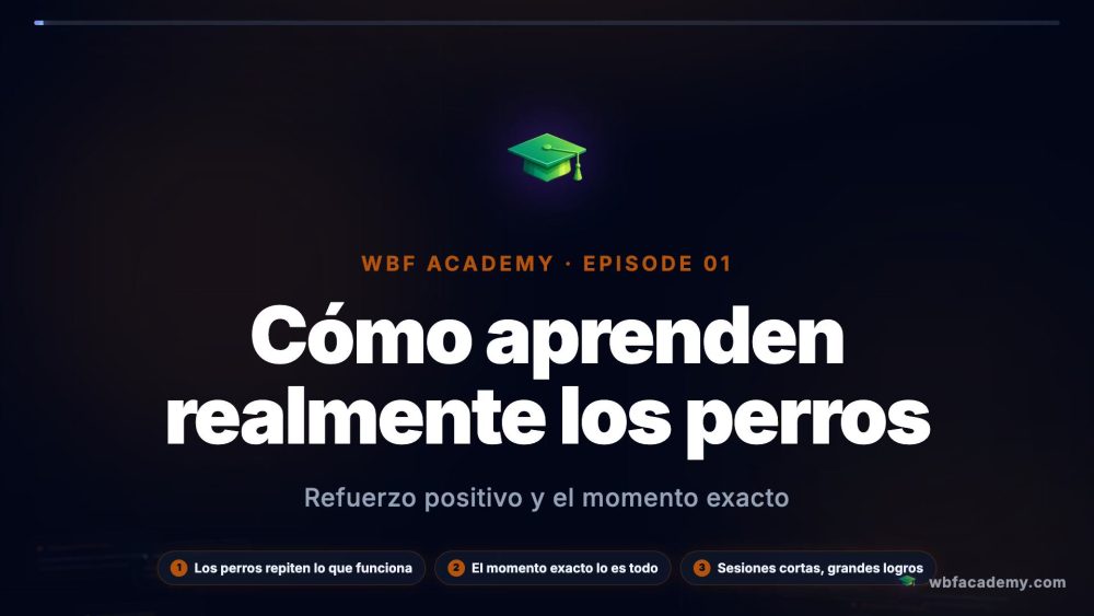 Cómo aprenden realmente los perros