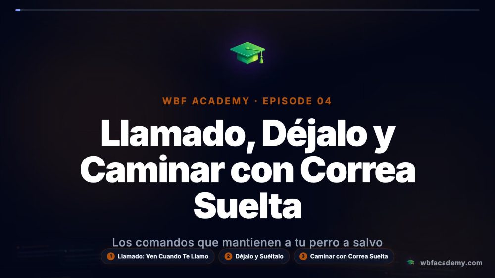 Llamado, Déjalo y Caminar con Correa Suelta