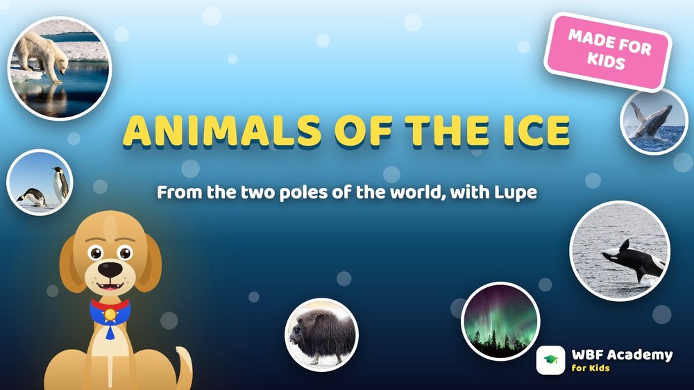 Animals of the Ice for Kids