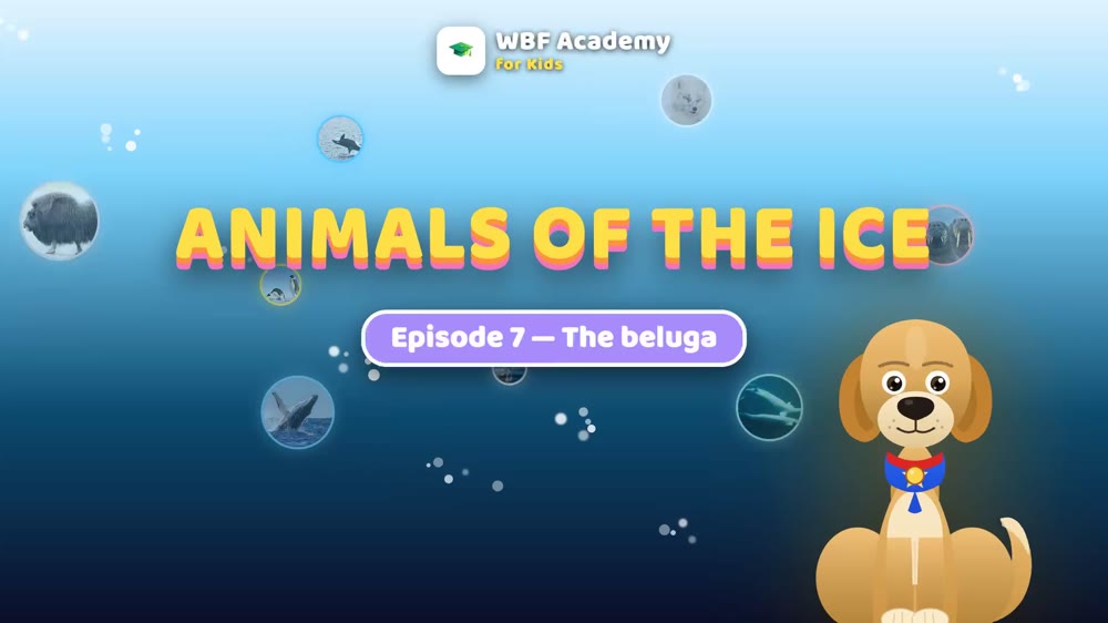 The Beluga
