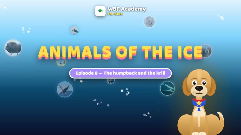 The Humpback and the Krill